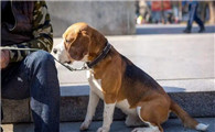 巴吉度犬如何喂养？巴吉度犬是什么？