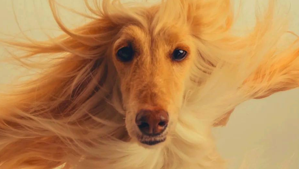 你真的了解阿富汗猎犬吗？