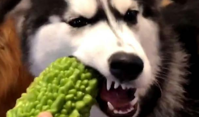 狗可以吃苦瓜吗有什么好处 狗可以吃苦瓜吗有什么好处