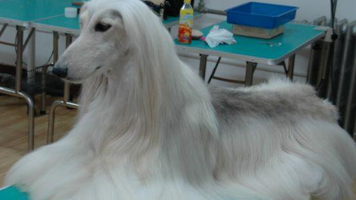 阿富汗猎犬的价格，这篇文章告诉你！