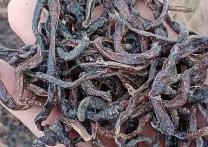 干蚯蚓有什么用处