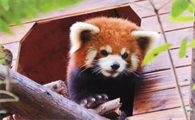 小熊猫可以养在家里吗
