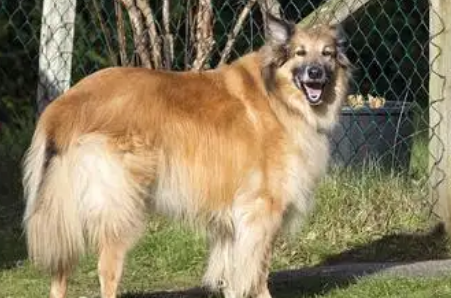 比利时坦比连犬:从牧场到现代社会的全能战士 比利时坦比连犬:从牧场到现代社会的全能战士