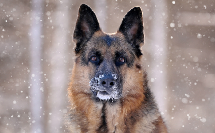 2025宠物兽药大健康行业发展研讨会在穗召开 2025宠物兽药大健康行业发展研讨会在穗召开