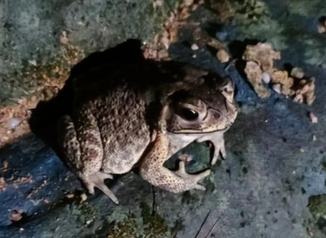癞蛤蟆是蟾蜍吗