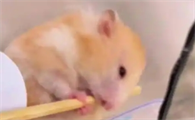 仓鼠磨牙用什么好