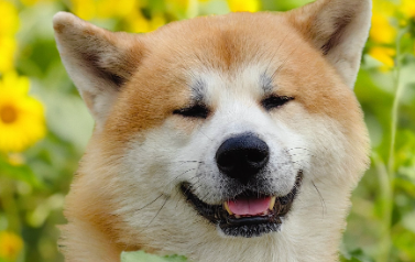 狗狗身体有蛔虫是什么症状 狗狗身体有蛔虫是什么症状