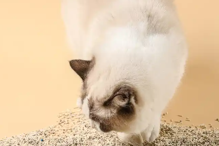 麦豆猫砂怎么样 麦豆猫砂怎么样