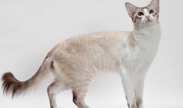 波米拉猫性格好吗?一起来看看吧! 波米拉猫性格好吗?一起来看看吧!
