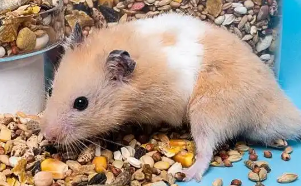 仓鼠吃什么粮食便宜