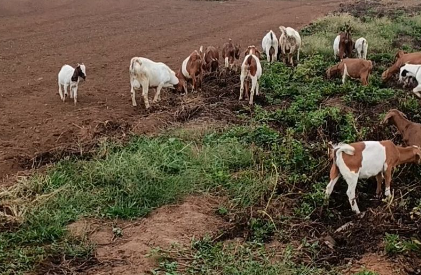波尔山羊什么价格