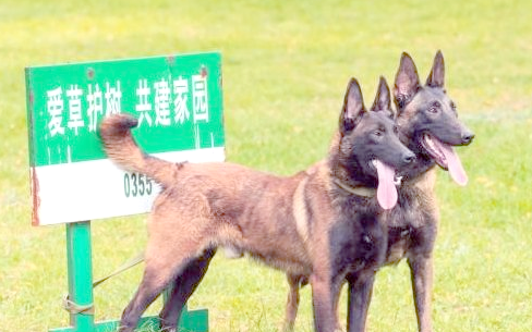 马犬：一种实力非凡的狗狗