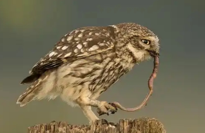 猫头鹰吃虫子吗