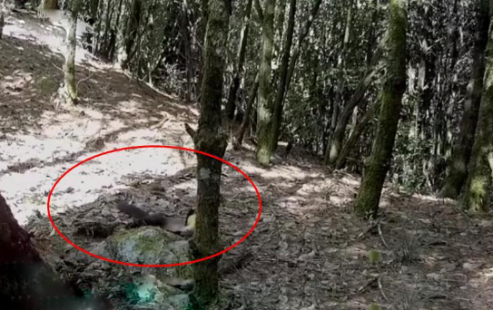 云南保山发现一只黄喉貂,侦查周围一番后,竟四脚朝天睡起了大觉 云南保山发现一只黄喉貂,侦查周围一番后,竟四脚朝天睡起了大觉