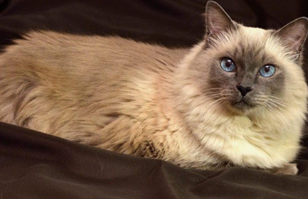 巴厘猫最多能活多少年？有知道的吗？