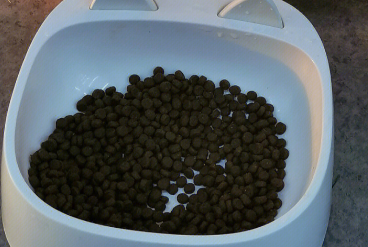 诚实一口猫粮:小白的新宠选择 诚实一口猫粮:小白的新宠选择