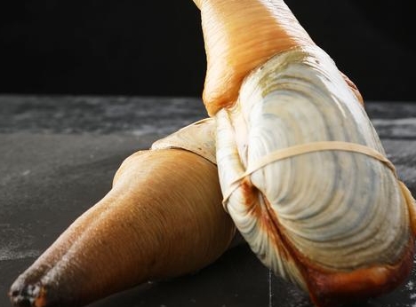 象拔蚌养殖温度与盐度 象拔蚌养殖温度与盐度