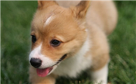 想要饲养威尔斯柯基犬?看看这篇文章再做决定
