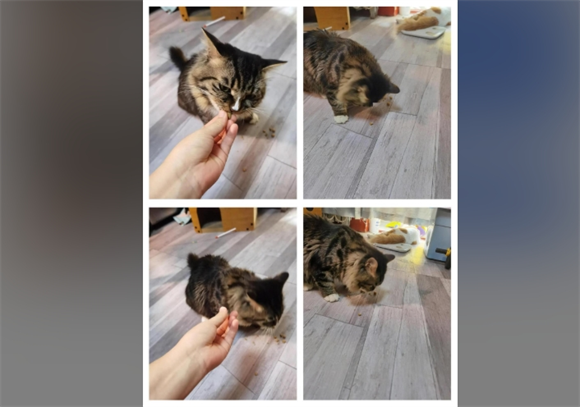 朗诺冻干：猫咪的最爱！