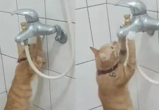 橘猫发现水龙头漏水,化身“维修工”仔细检查 橘猫发现水龙头漏水,化身“维修工”仔细检查