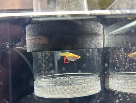 孔雀鱼母鱼跳缸预示什么？一探究竟