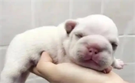 幼犬1-3个月怎么喂养