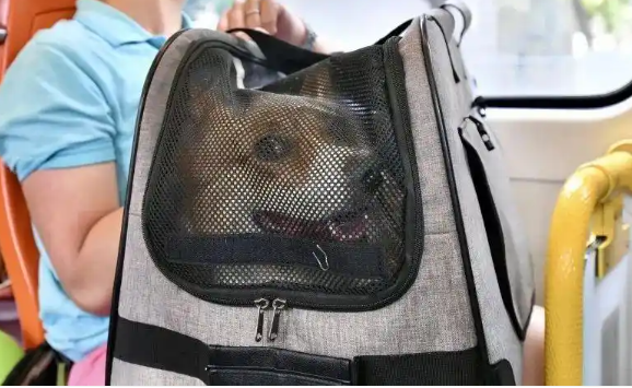 多家航空公司推出宠物进客舱服务,铲屎官有福了 多家航空公司推出宠物进客舱服务,铲屎官有福了