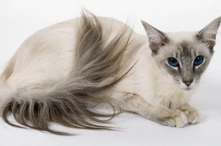 巴厘猫的较活习性怎么样？ 比较活跃！