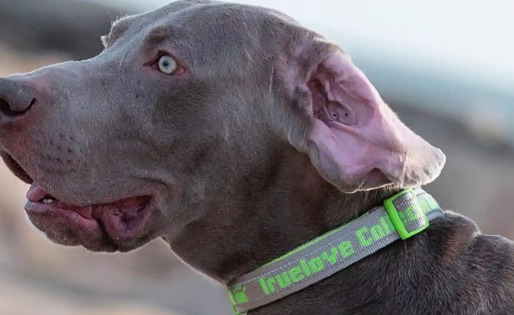 truelove狗狗项圈一直带着好不好