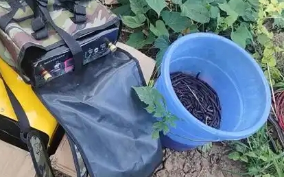 电捕捉蚯蚓犯法吗
