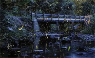 萤火虫有什么作用
