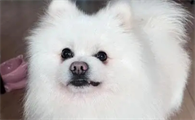 狗狗吃什么能长胖又营养