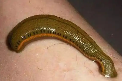 水蛭和蚂蟥是一种吗 水蛭和蚂蟥是一种吗