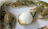 河豚有啥营养价值