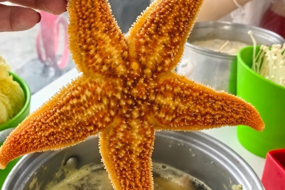 海星是怎么走路的 海星是怎么走路的