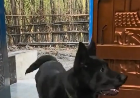 女子嫁的近,娘家的狗一天能来看她八百遍,网友戏称其为“大舅狗 女子嫁的近,娘家的狗一天能来看她八百遍,网友戏称其为“大舅狗