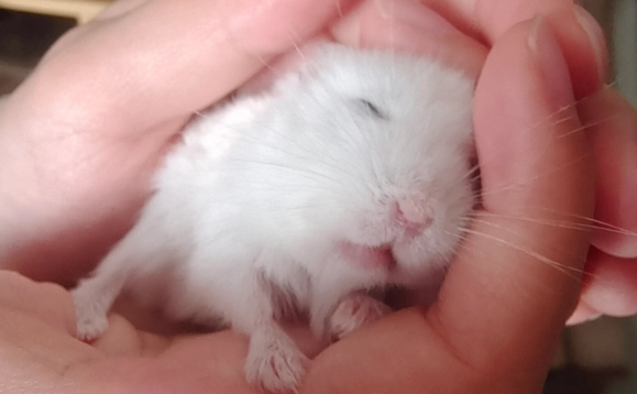仓鼠伪冬眠不救会死吗