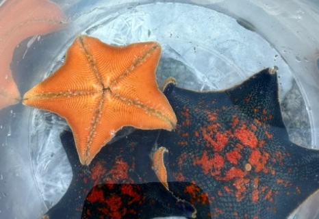 海星含胆固醇高吗