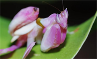 兰花螳螂有翅膀吗