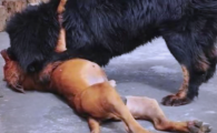 鬼獒与巨型比特犬：谁将笑到最后