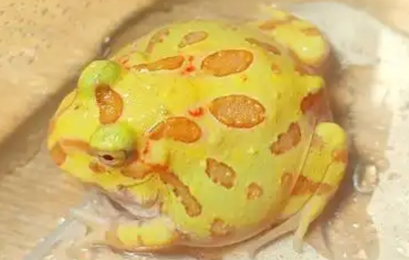 角蛙饲养指南,想了解的看过来! 角蛙饲养指南,想了解的看过来!