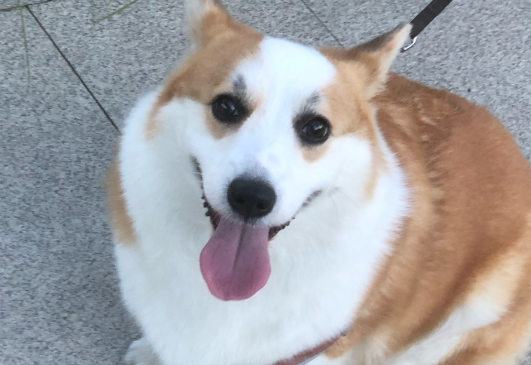 狗狗吐像痰一样的粘液吃什么药
