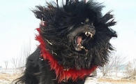 藏獒，世界十大残狗之首的神犬鬼獒王