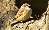 麻雀飞进家好吗