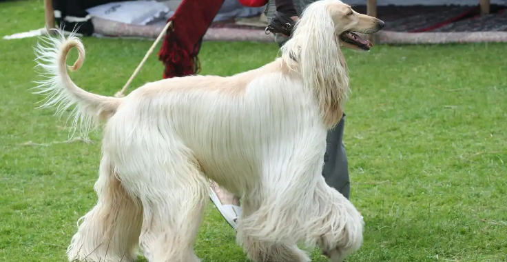 优雅追逐的猎犬——阿富汗猎犬！