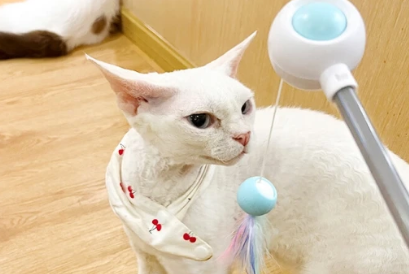 petgravity逗猫棒对猫咪有伤害吗