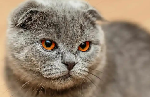 苏格兰猫:苏格兰猫品种的起源、独特性、特征和性格的历史 苏格兰猫:苏格兰猫品种的起源、独特性、特征和性格的历史