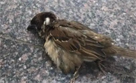 麻雀死了什么预兆
