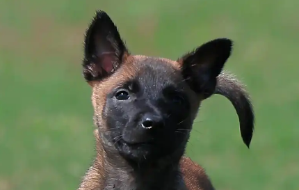 申请饲养马犬所需资料有哪些？