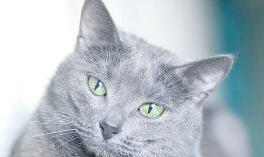 从苏格兰折耳猫到安哥拉猫，这些猫咪都给你带来哪些惊喜